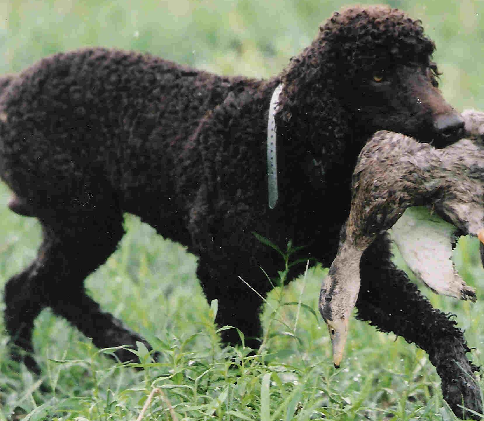 Irish Water Spaniel